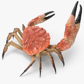 Tasmanian Giant Crab Rigged